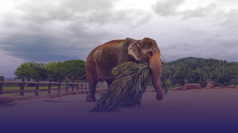 50 Years of Love and Rescue: Sri Lanka’s Elephant Orphanage