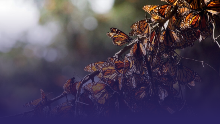 Monarch Butterfly Population in Mexico Doubles After Record Lows