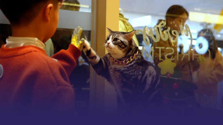 One High Five at a Time: China’s Viral Cat Greets Visitors at Xiyuan Temple