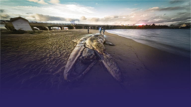 Dead Grey Whale Found Off Baja California Sur Coast