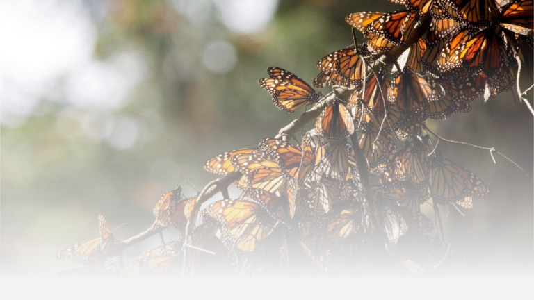 How climate Change Affects the Journey of the Butterflies’ between the US and Mexico.