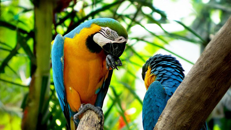 Macaws Fly Free After Rescue from Trafficking in Brazil