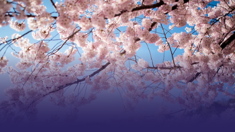 Springtime in Bloom: D.C.’s Cherry Blossoms Draw Crowds