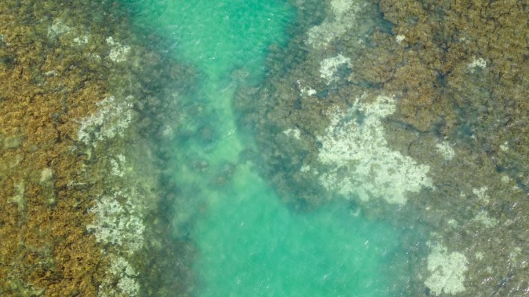 Coral Reefs in Crisis: What Underwater Drones Just Discovered