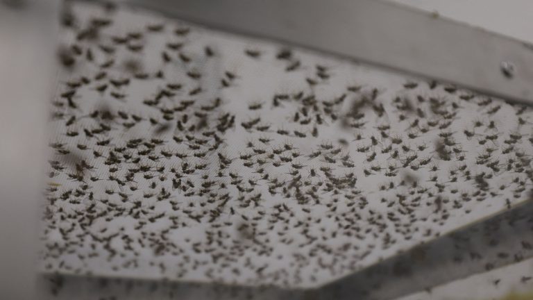 AI Joins the Battle Against Mosquitoes