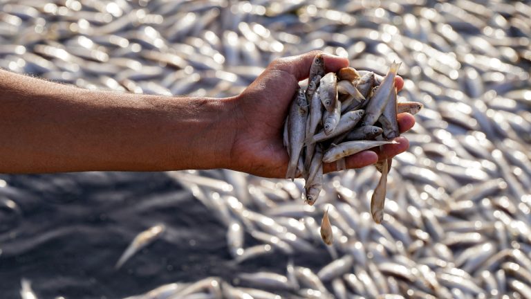 Iraq Investigates Southern Marshlands’ Massive Fish Die-Off