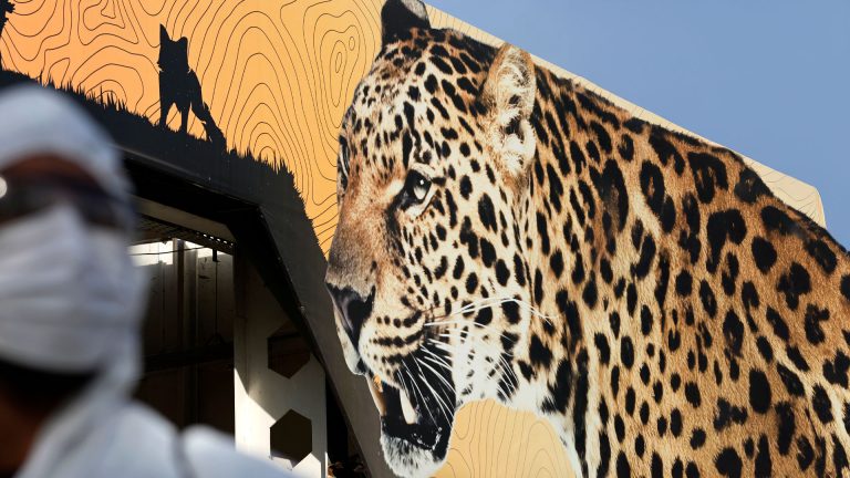 Scientists Sound Alarm as Bird Flu Jumps Between Mammals