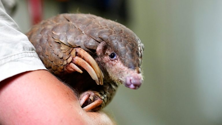 US Moves to Shield World’s Most Trafficked Mammal