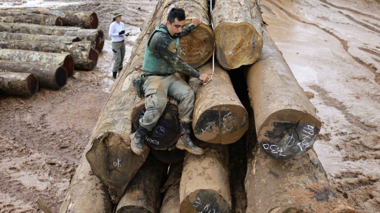 Exposed: How Carbon Credit Projects Are Hiding Illegal Logging in Brazil