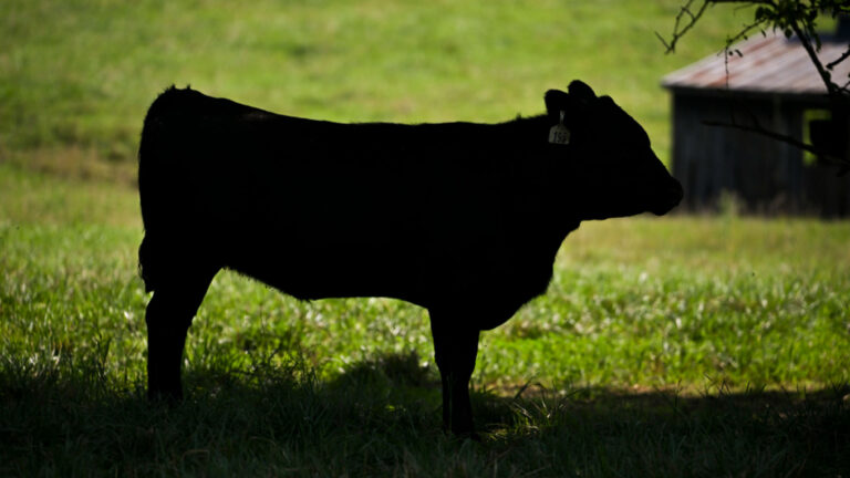 How Do Heatwaves Threaten Global Milk Supply?