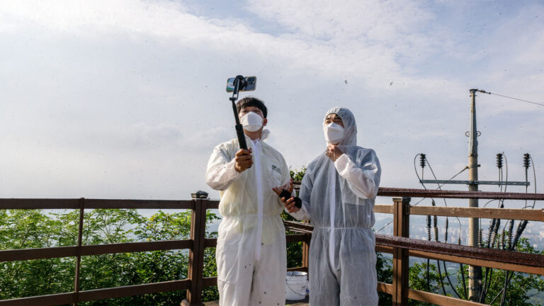 South Korea’s Summer Swarm: Lovebugs Take Over