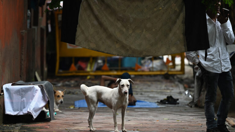 2,000 Bites a Day: Why Delhi’s Dogs Are in Trouble