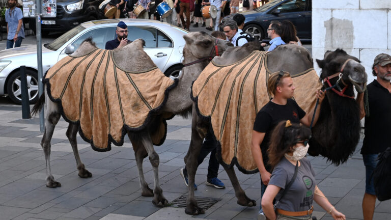 Camels in Budapest: Hungarians Warn of Growing Desert Threat