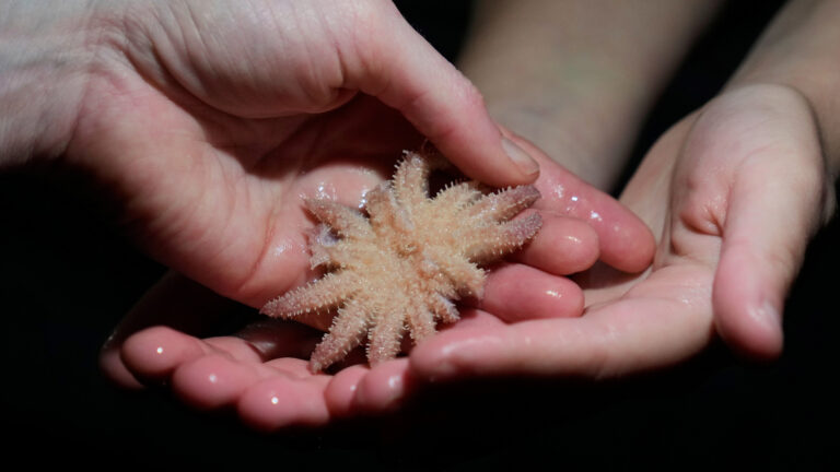 Cause of 5 Billion Sea Star Deaths Finally Discovered