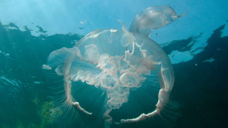 Jellyfish Swarm Forces Shutdown of French Nuclear Plant