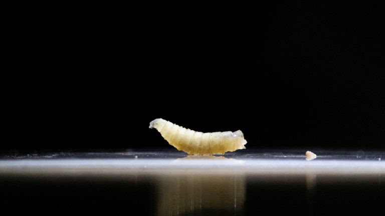 Maryland Reports First U.S. Screwworm Case in 2025