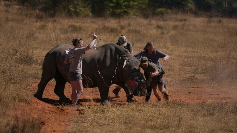Radioactive Horns: The New Weapon to Save Rhinos