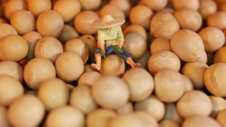 Soybeans at the Heart of US-China Trade Drama