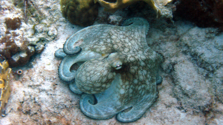 Guess Which Arms Octopuses Use Most?