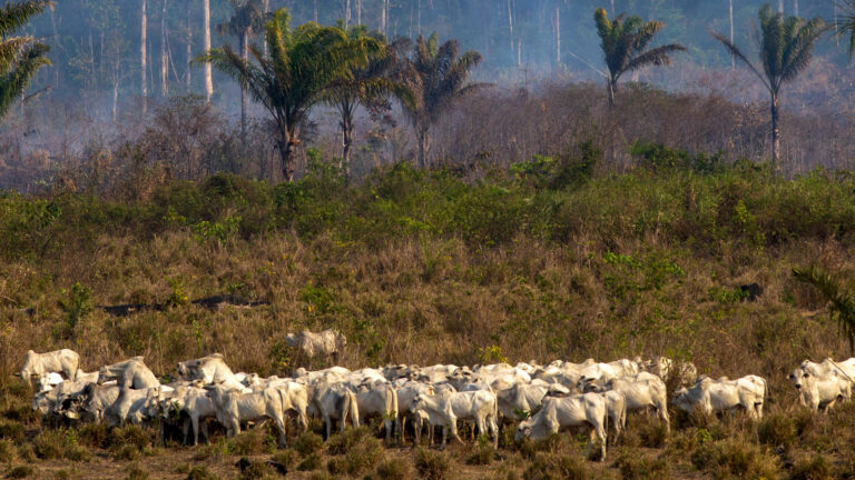 Study Finds Amazon Lost Land Equal to Spain in 40 Years