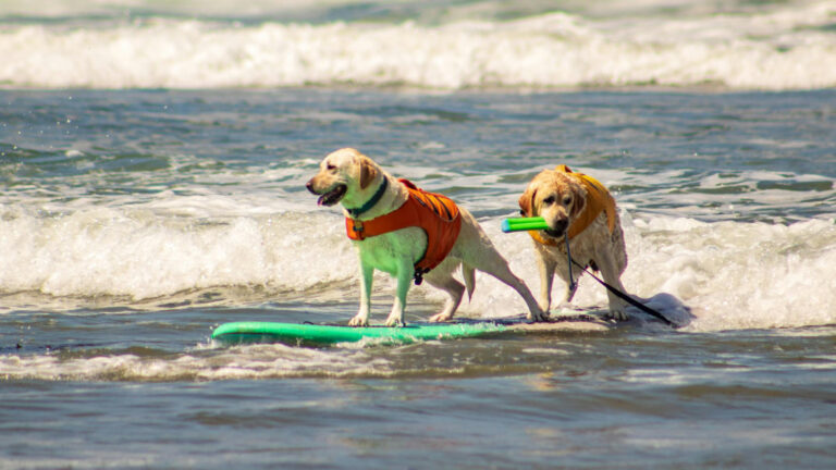 Surf Dogs Ride Waves for Charity in Del Mar