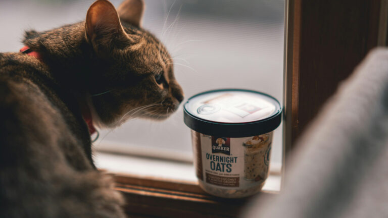 The Hidden Dangers in Raw Cat Food