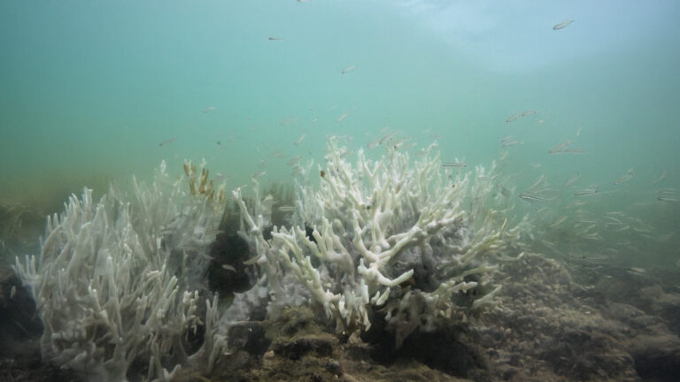 Earth Crosses Its First Climate Tipping Point: Coral Reefs Facing Irreversible Decline