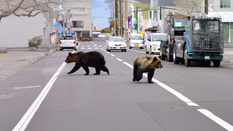 Japanese Region Sounds the Alarm Over Record Bear Attacks