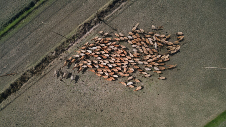 New Zealand’s Methane U-Turn Sparks Outrage