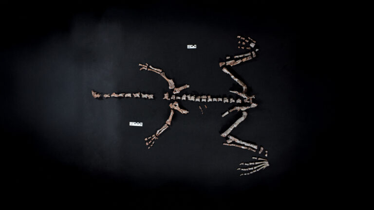 Scientists Unearth One of World’s Oldest Dinosaurs