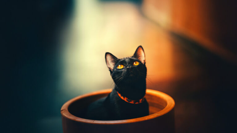 Spanish Town Bans Black Cat Adoptions Over Halloween Fears