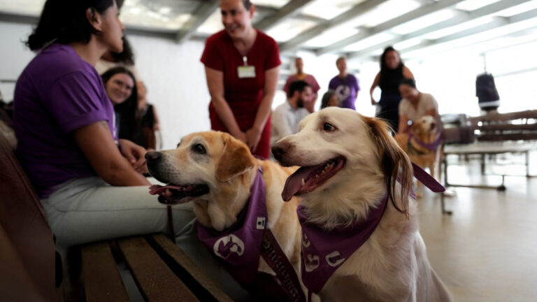 Therapy Dogs Bringing Comfort to Brazilian Patients