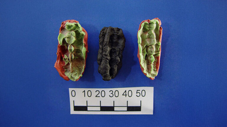 Ancient Chewing Gum Reveals a 10,500-Year-Old Mystery