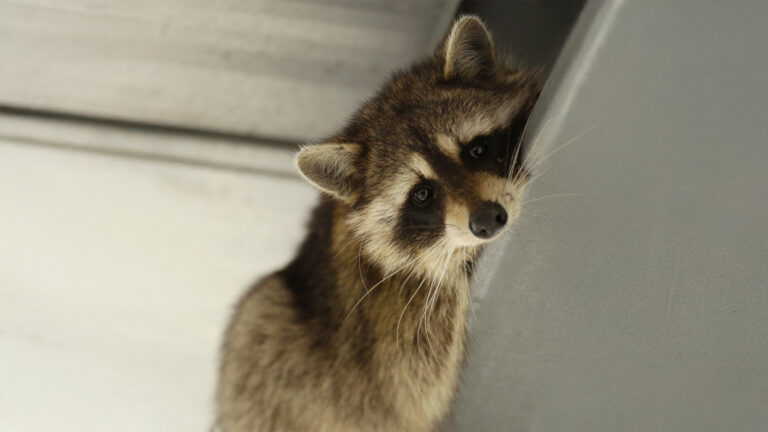 Are Cuter Raccoons Becoming America’s Next Pet?