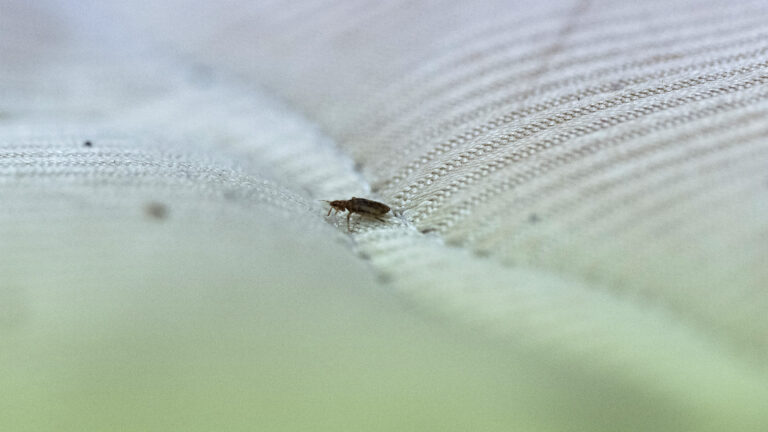 Bed Bugs Turn into Crime-Solving DNA Detectives, Malaysian Scientists Find