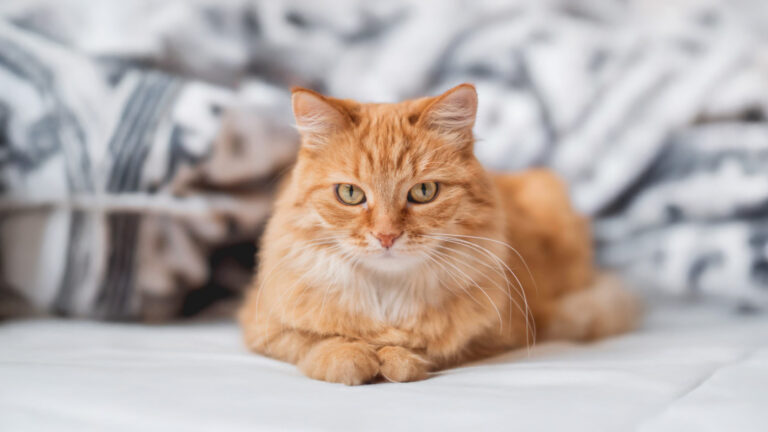 France’s Most Wanted Cat: Charged with Trespassing