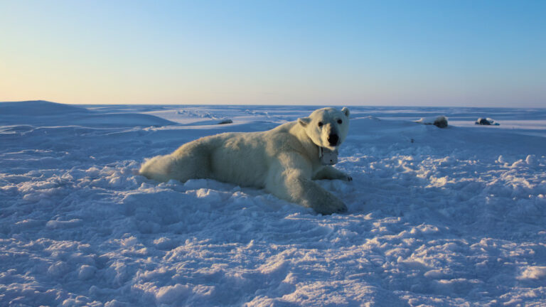 How Arctic Polar Bears Are Getting Help From New Tech