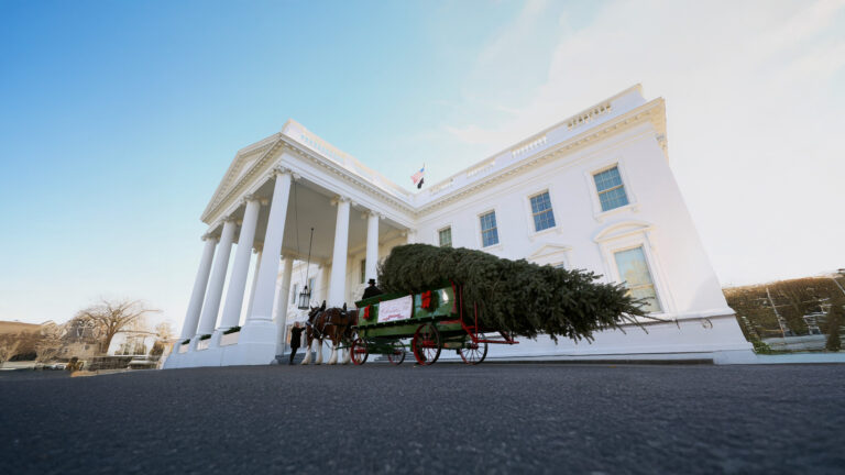 How the White House Chose Its 2025 Christmas Tree