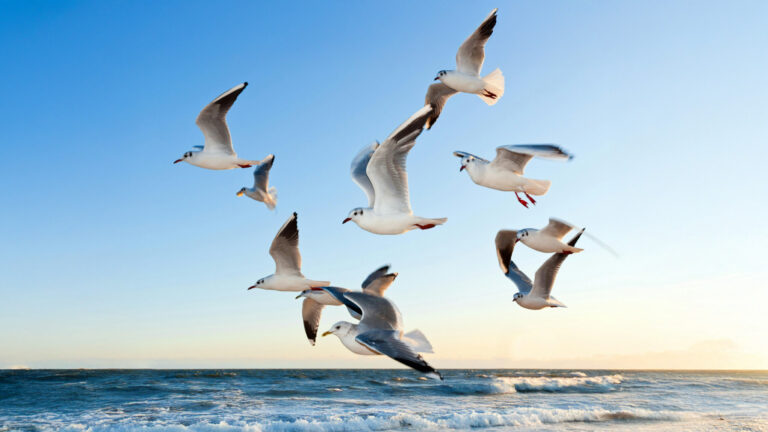 Scientists Confirm: The Best Way to Stop Seagulls? Just Yell at Them!