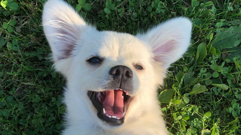 Pets and the Holiday Season