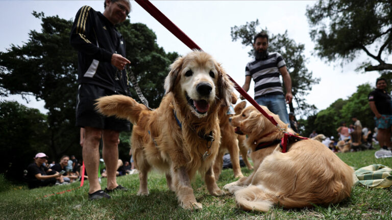 A Record-Breaking Golden Retriever Wave Hits Argentina