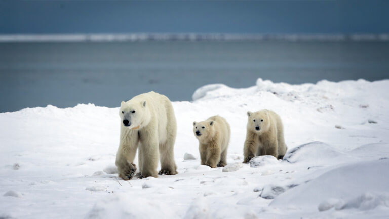 An Unexpected Family: Scientists Spot Rare Polar Bear Adoption