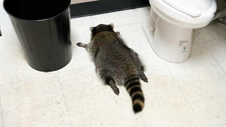 Break-In at Liquor Shop Ends with One Very Hungover Raccoon