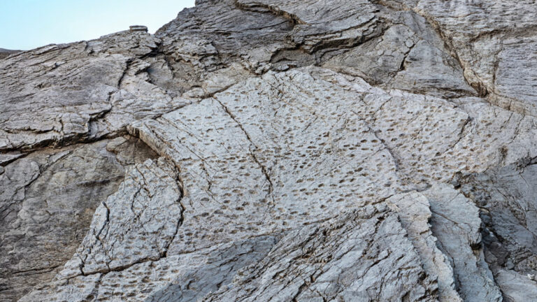 Dinosaurs on a Wall: Thousands of Footprints Found in Italian Alps