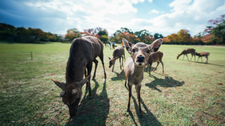 Deer Triggers Bizarre Bank Robbery Call