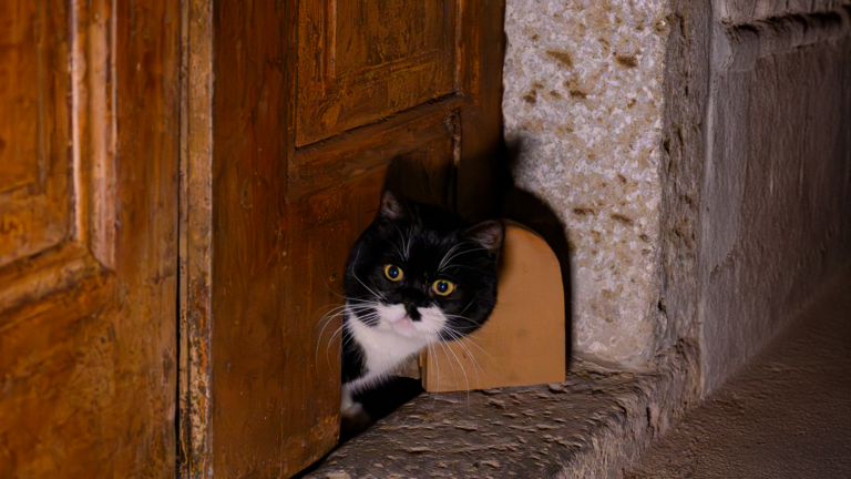 Istanbul’s Street Cats Run the City