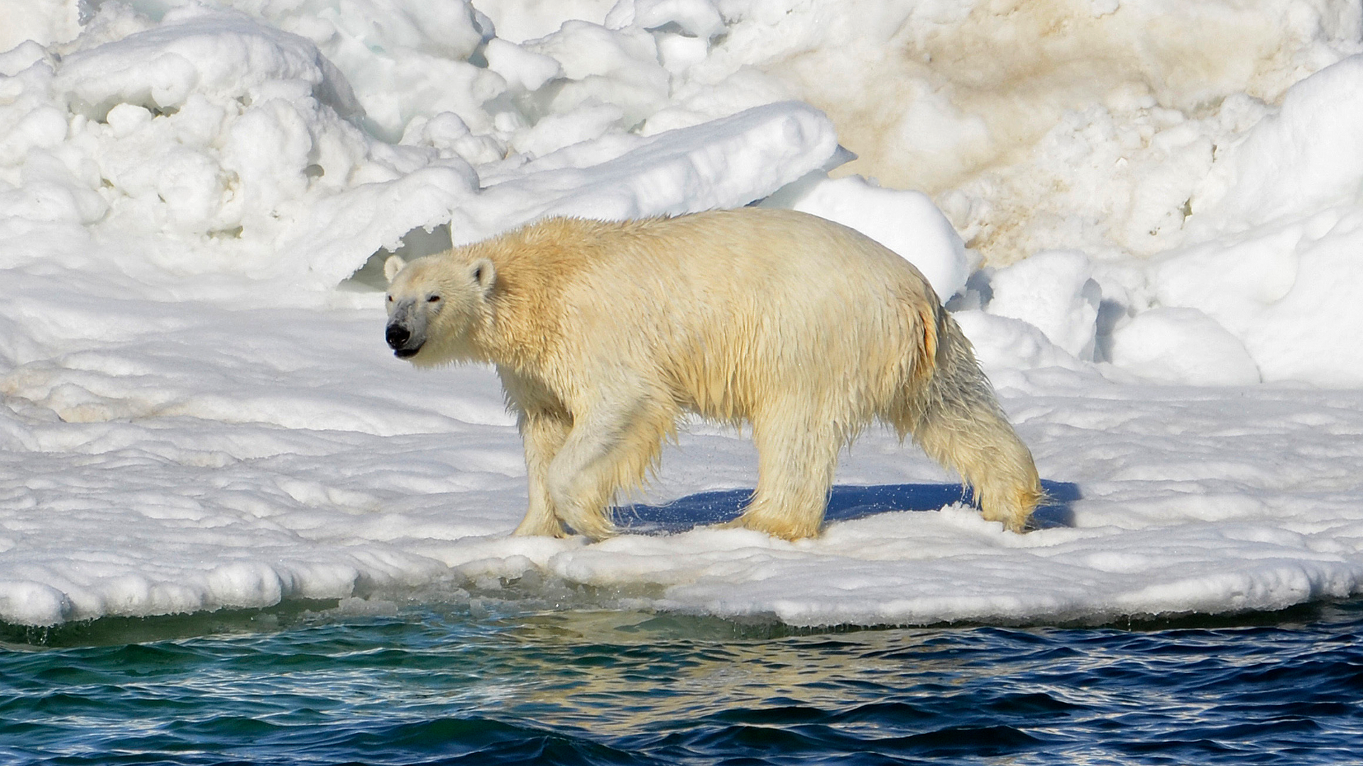 Melting Ice, Fatter Bears: Study Finds Unexpected Polar Bear Trend