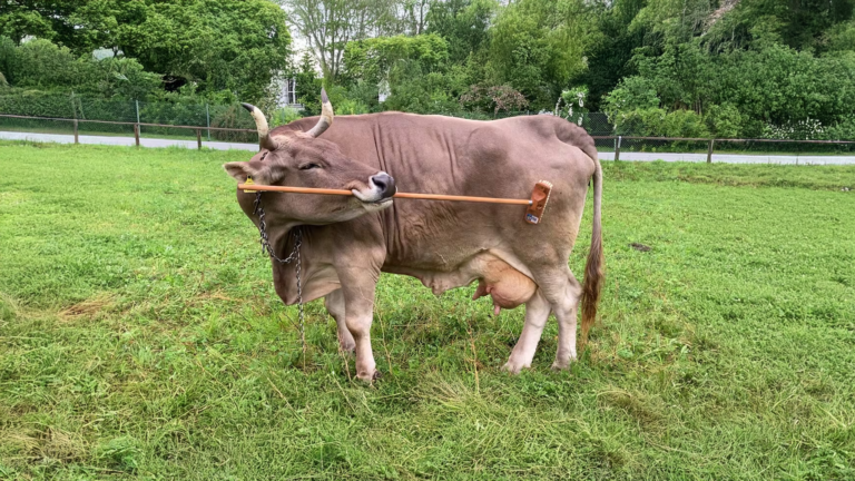 Veronika the Genius Cow: The First Known Cow to Use Tools