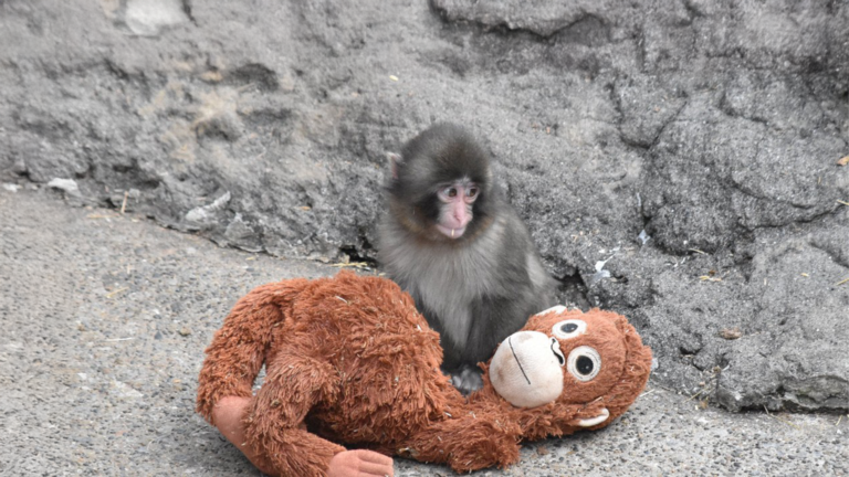Abandoned Baby Monkey Melts Hearts After Bonding With Plush Toy