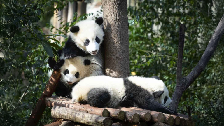 After Losing Its Pandas, This Zoo Got Creative
